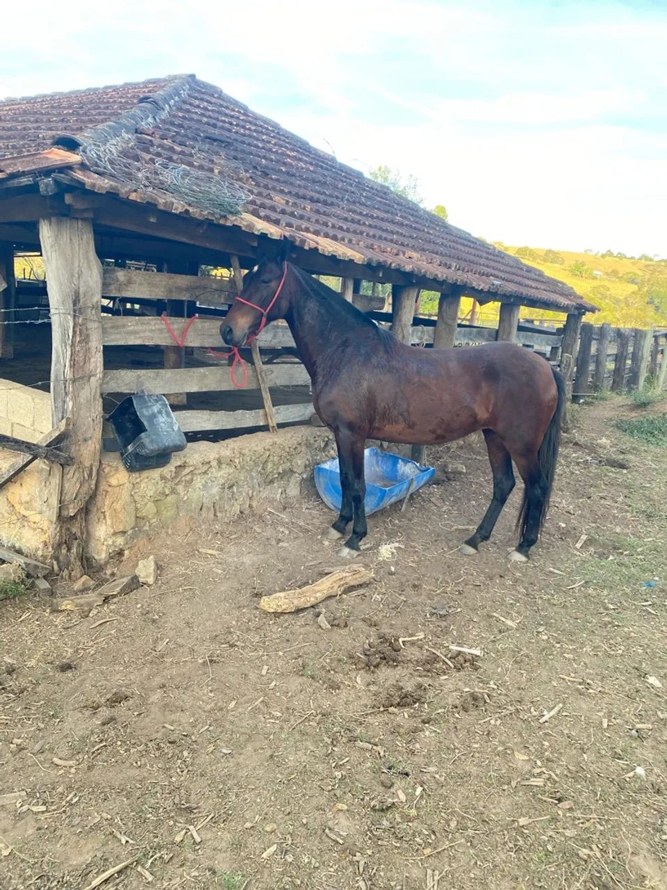 Égua mangalarga  - Foto 3