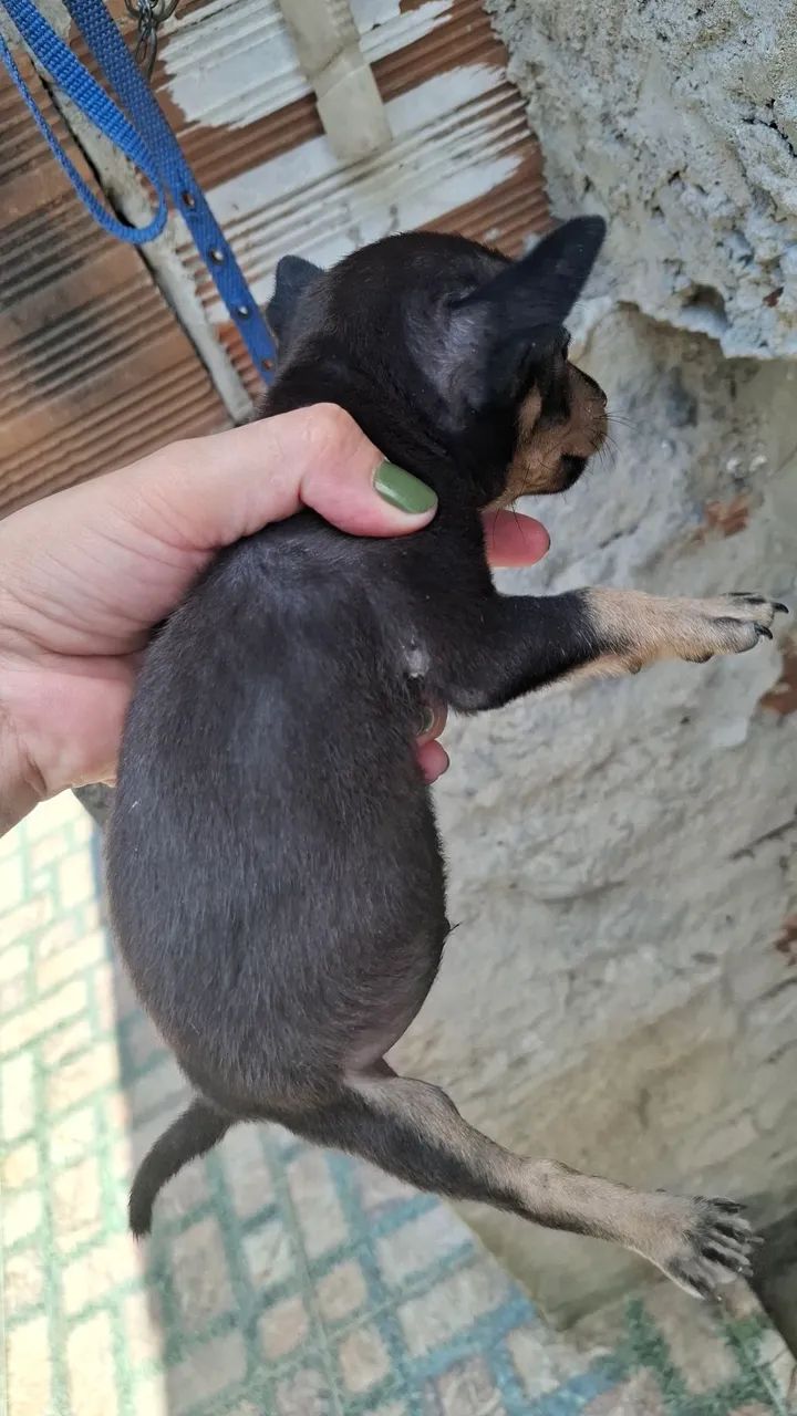 Cachorro pinscher - Foto 3