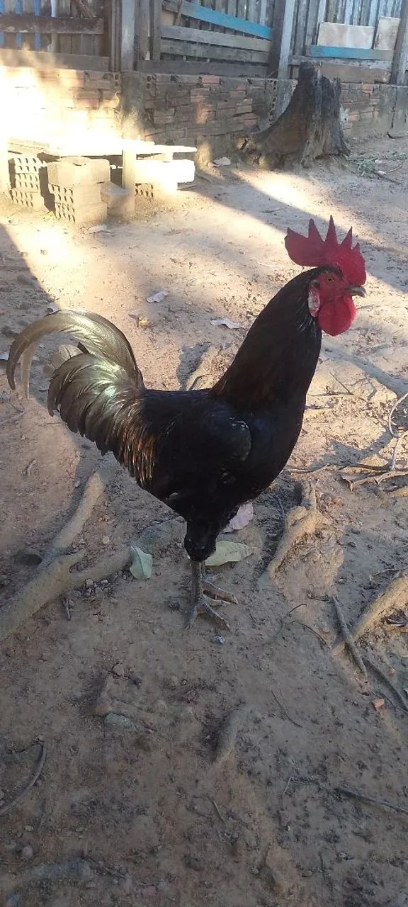 Galo e Galinha Caipira  - Foto 3