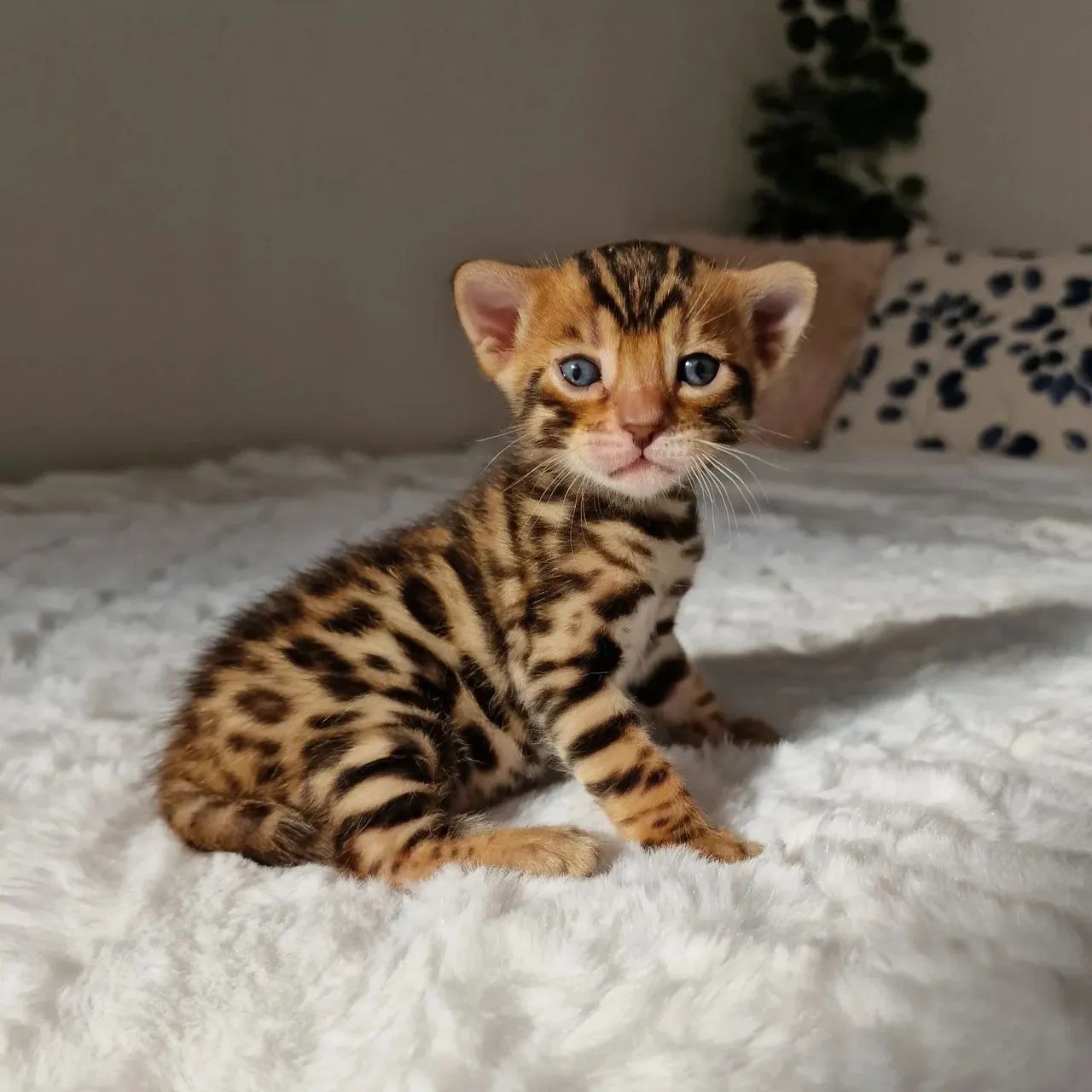 Bengal Cat - FILHOTES  - Foto 2