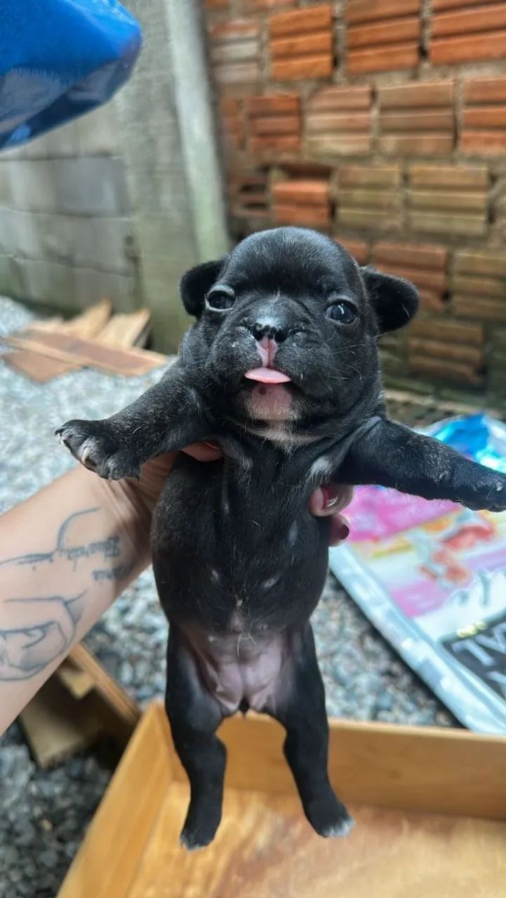Vende-se filhotes de buldogue francês  - Foto 5