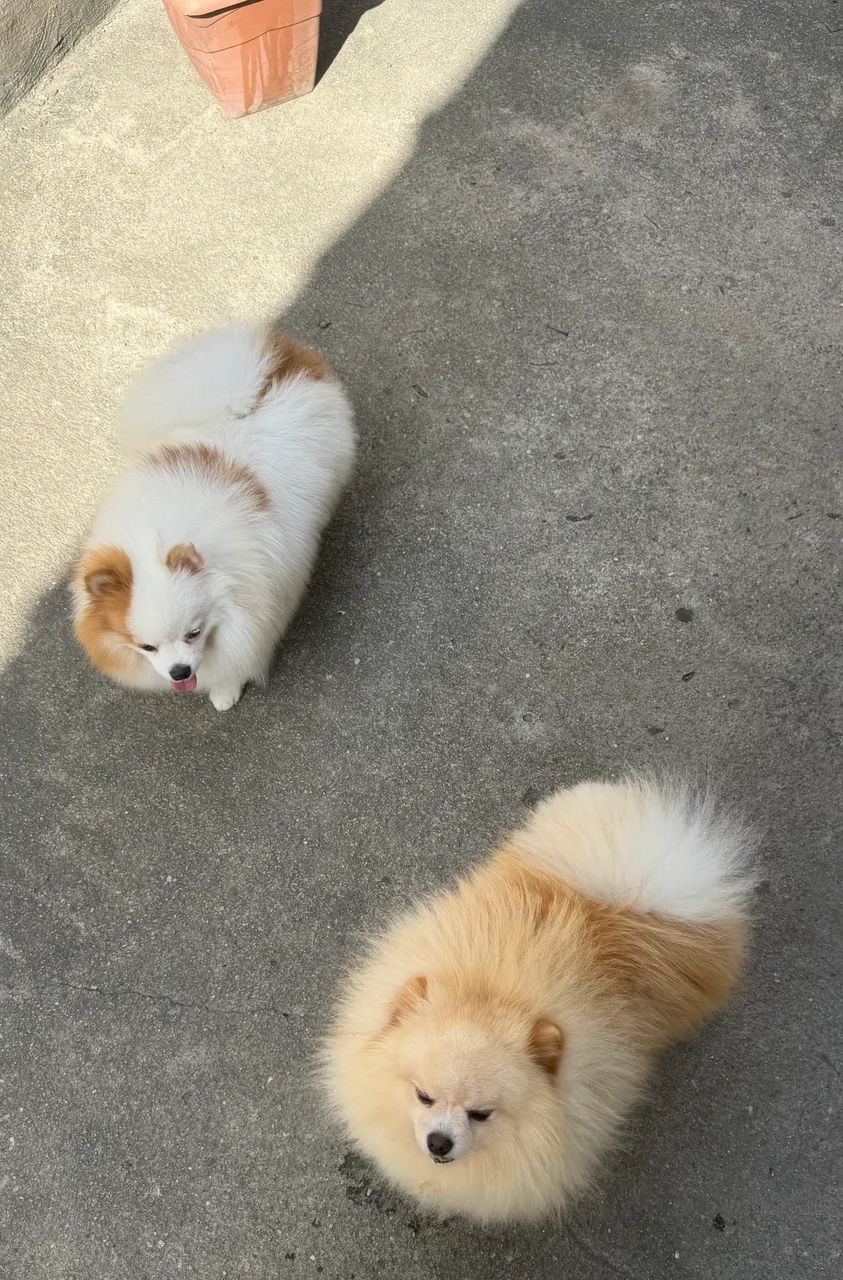 Spitz alemão (Lulu da pomerania )  - Foto 2