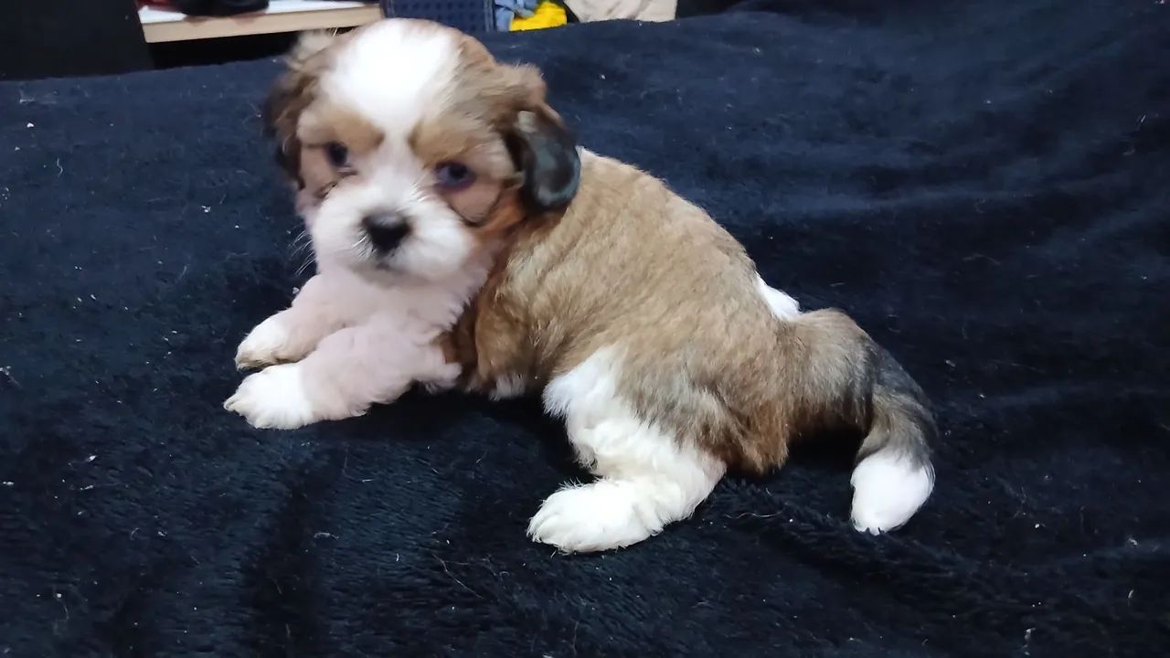 Cachorro 