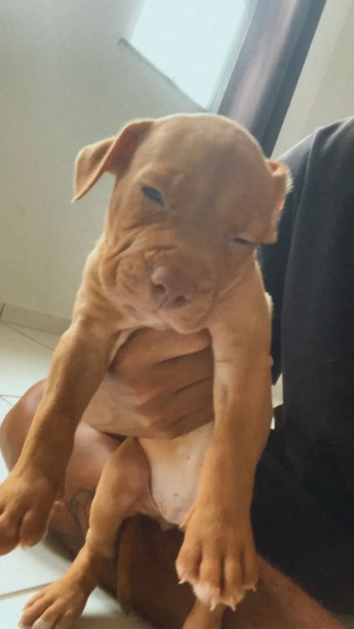 Filhote de pitbull  - Foto 4
