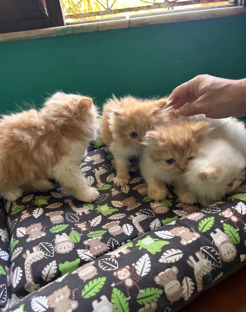 Gato Persa - Foto 3