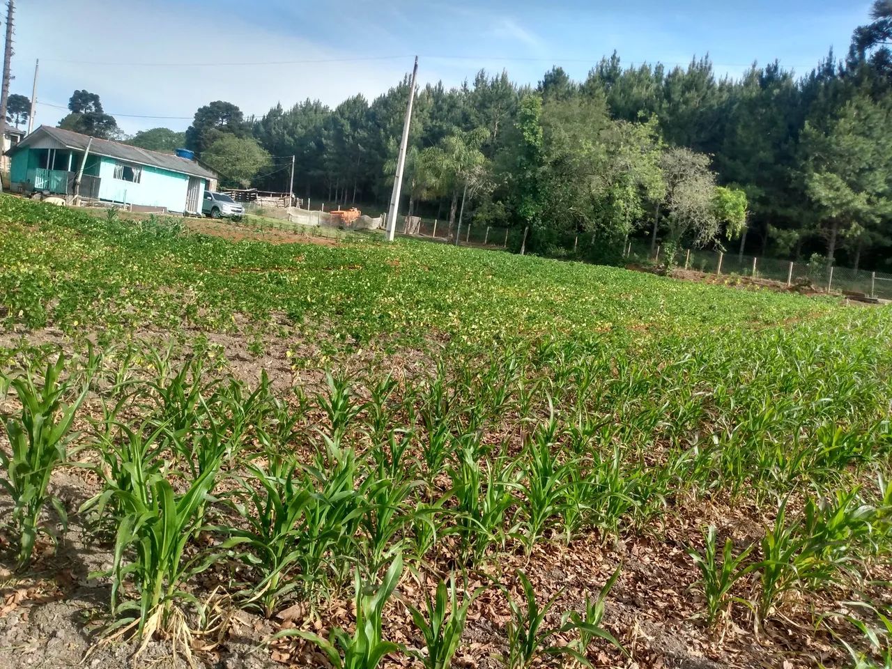 Chácara - Foto 5