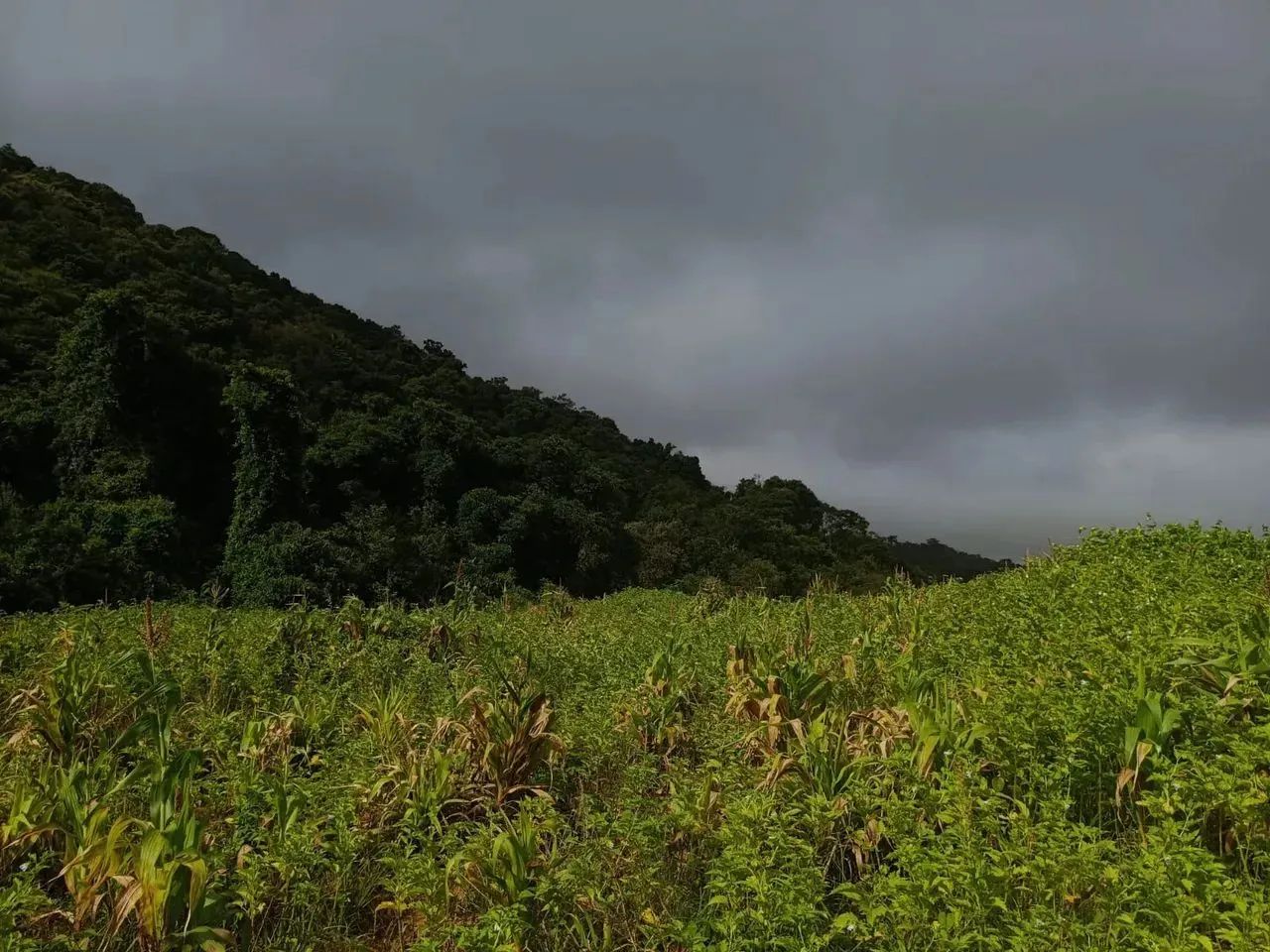 Lotes de 500 a 1.000 m² à venda em Ibiúna-SP - Foto 4