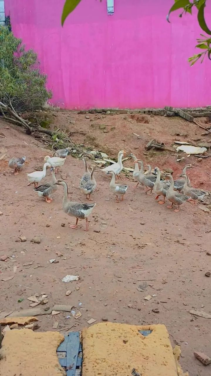 Ganso branco e africano  - Foto 3