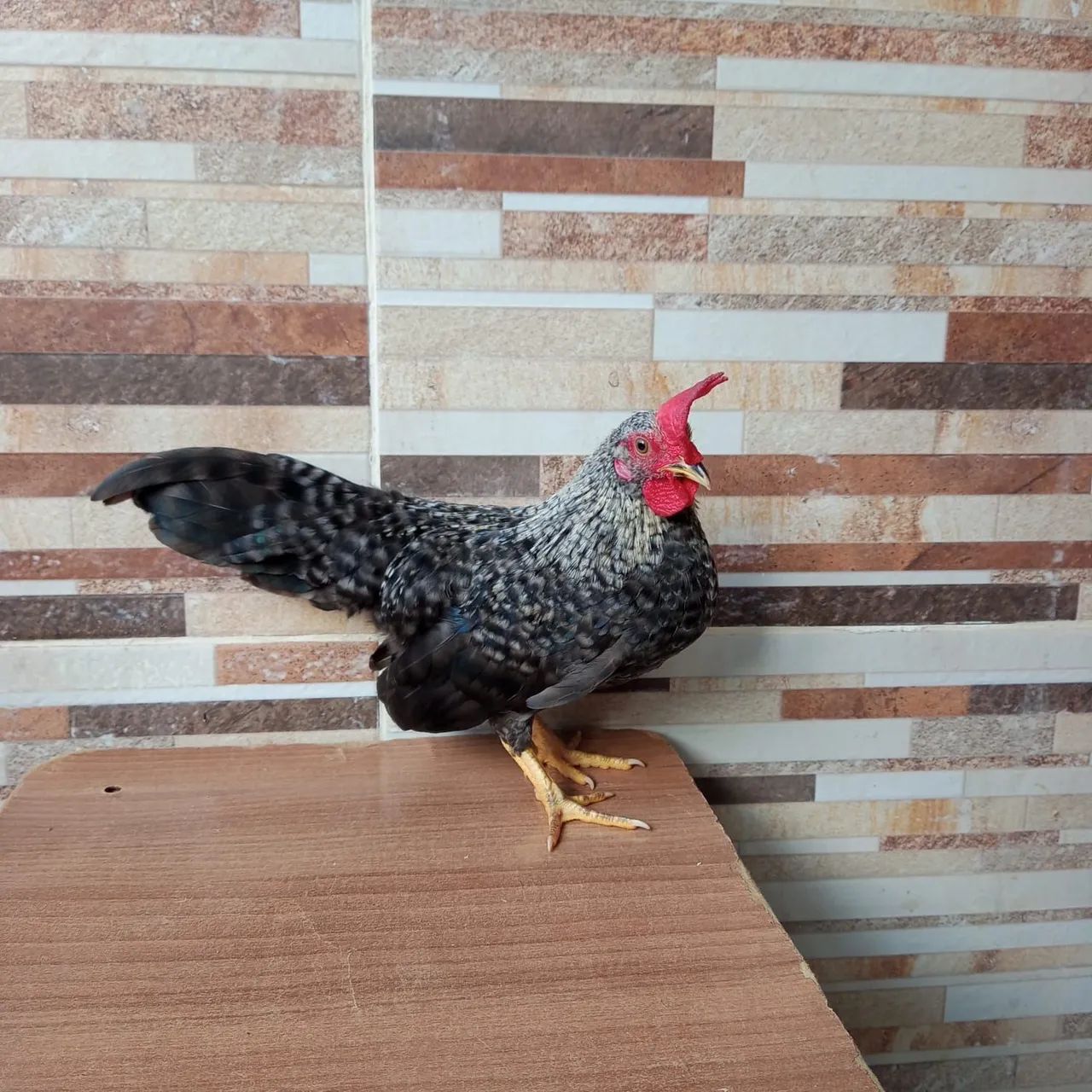 FRANGO GARNISÉ BARRADO 