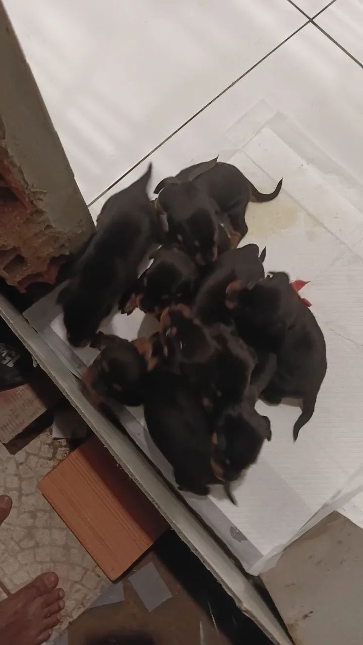 Cachorro 
