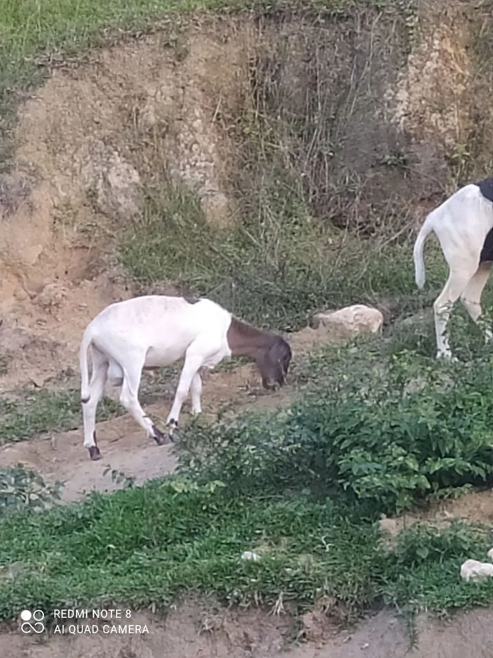 Vendo ovelhas e carneiro - Foto 5