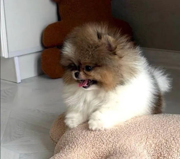 Spitz alemão 