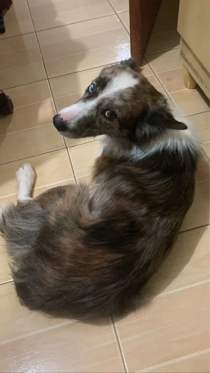 Doa-se boder collie fêmea 