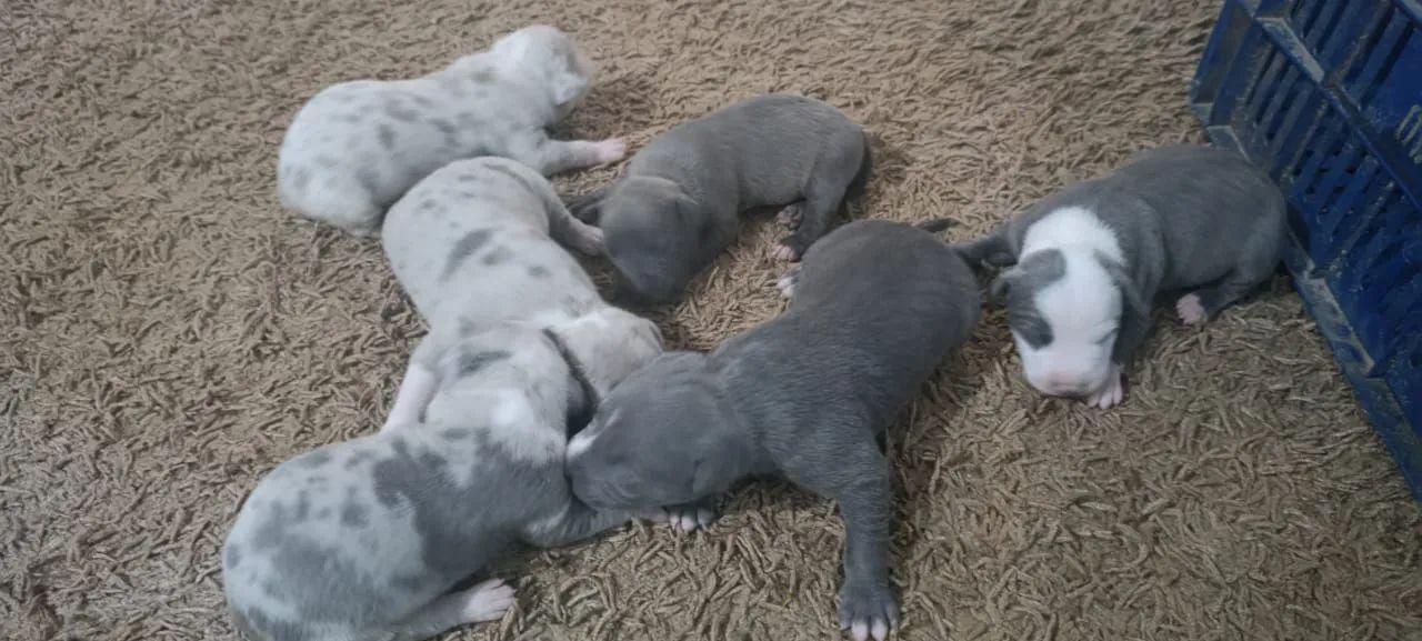 Filhotes pitmonter  - Foto 3