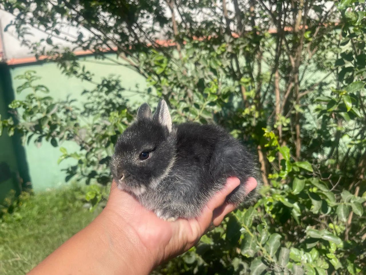 Coelho  - Foto 5