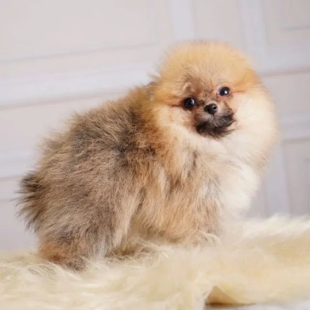 Cachorro  - Foto 3