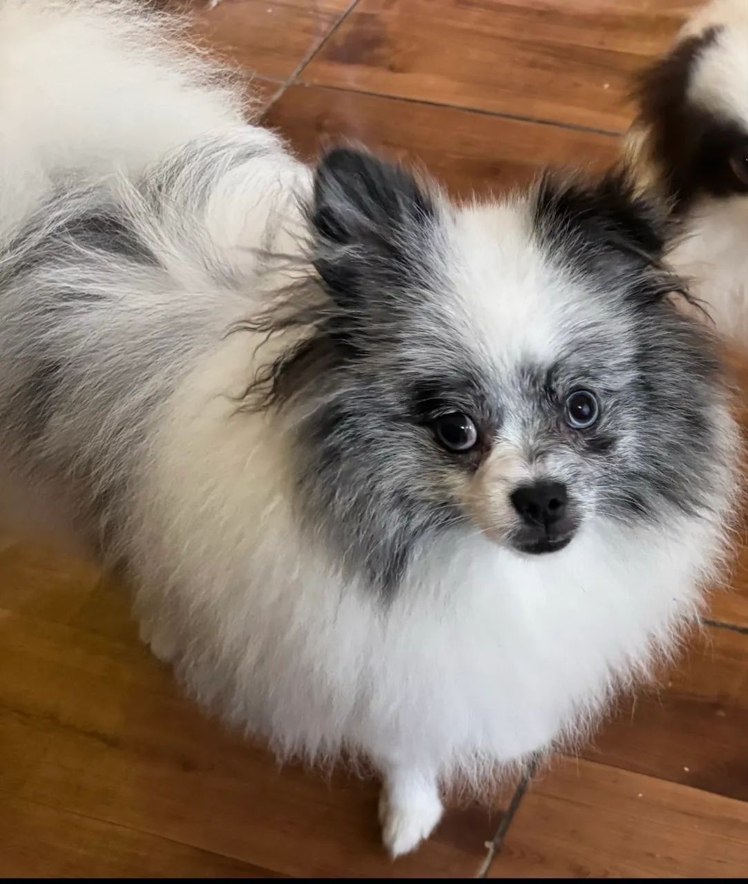 Spitz  - Foto 3