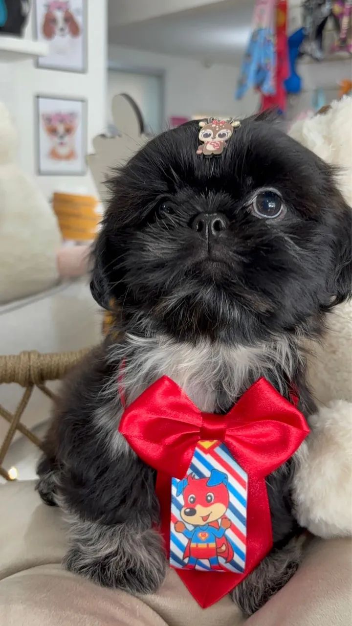 Shithzu com pedigree