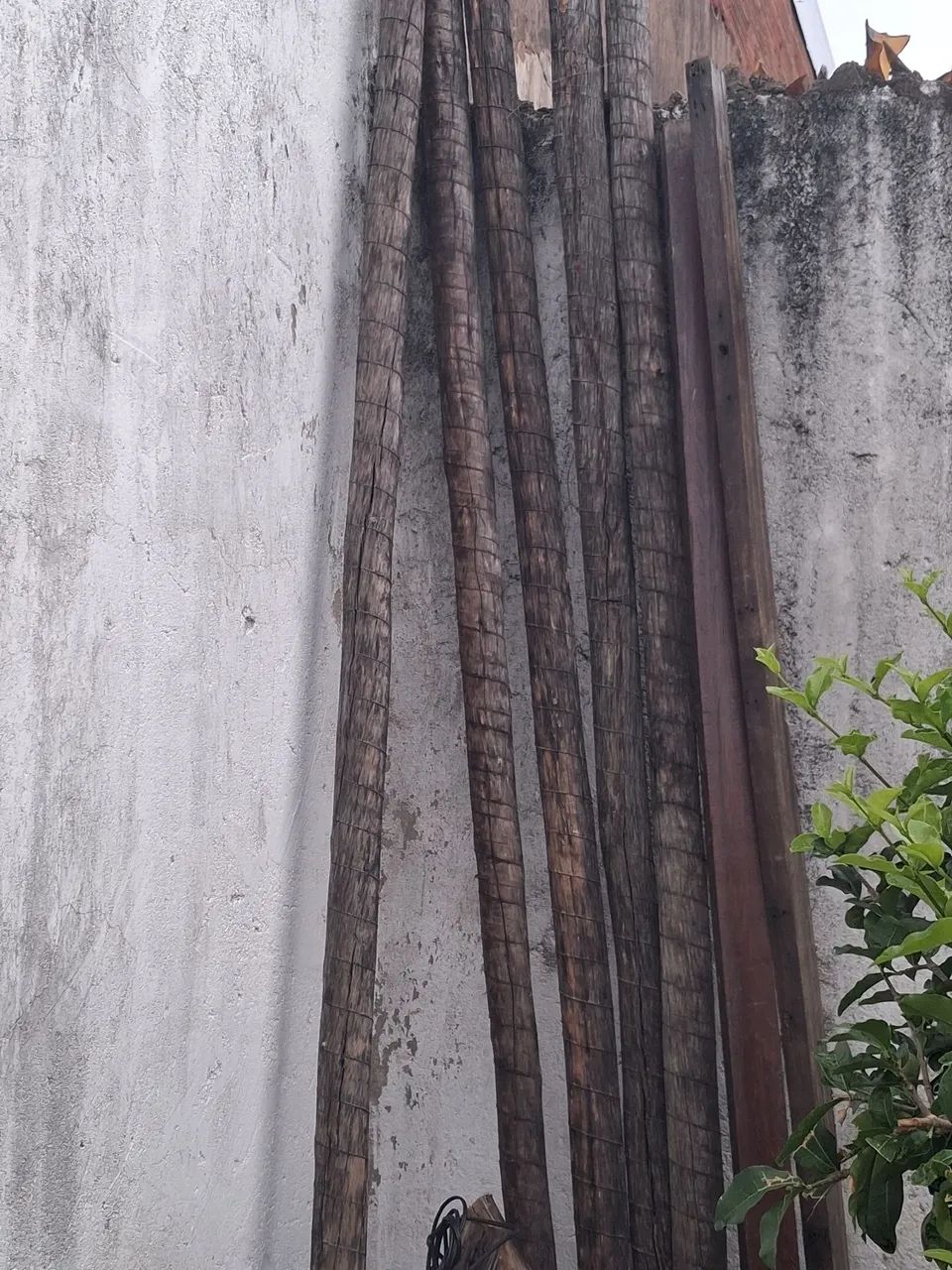 Eucalipto e areia  - Foto 2