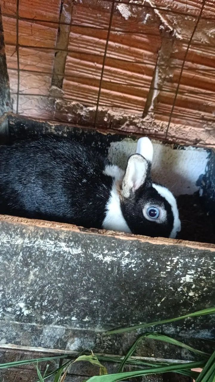 Casal de coelho mine - Foto 3