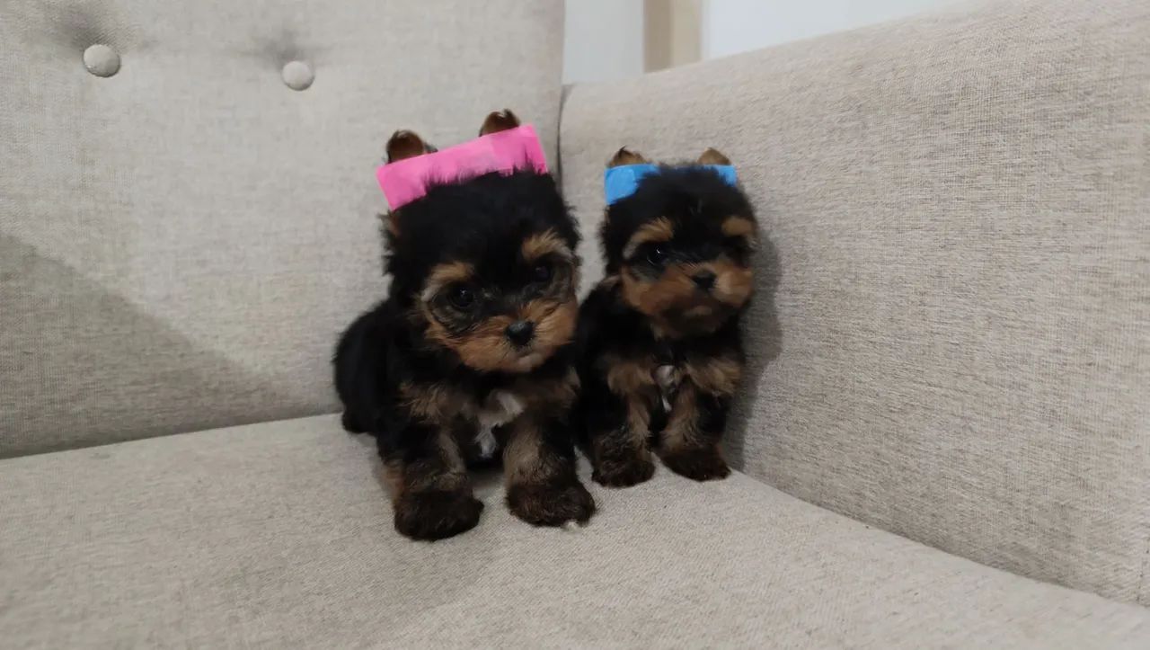 Yorkshire terrier pedigree CBKC 