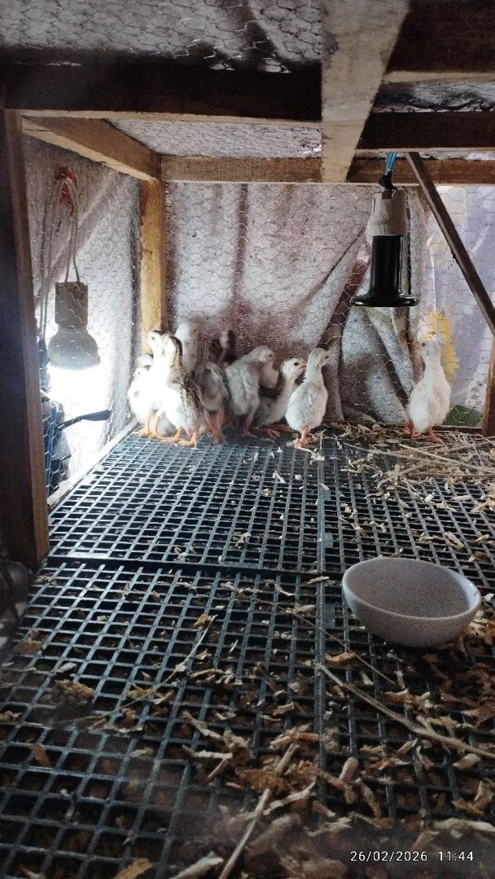 Peruzinhos e angolinhas  - Foto 6