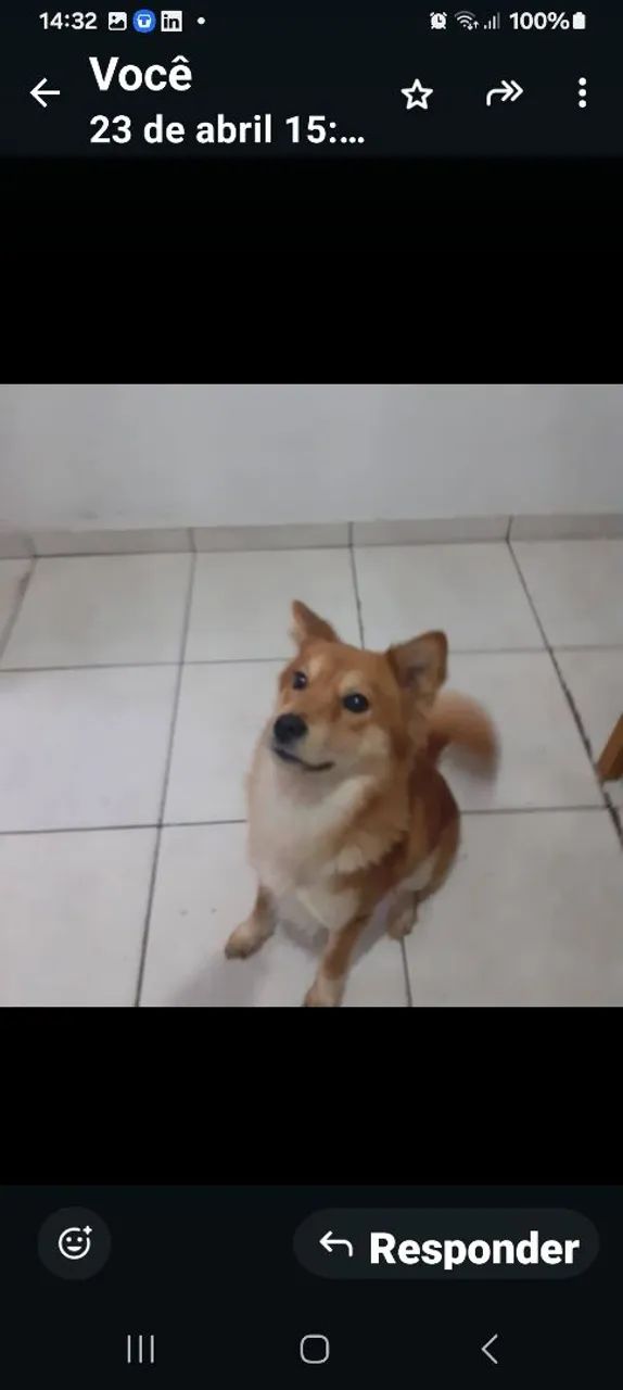 ? ADOÇÃO RESPONSÁVEL - SÃO PAULO/SP ? - Foto 5
