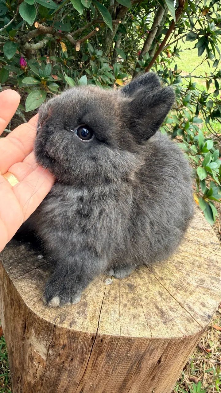 Coelho Netherland Dwarf Fêmea  - Foto 2