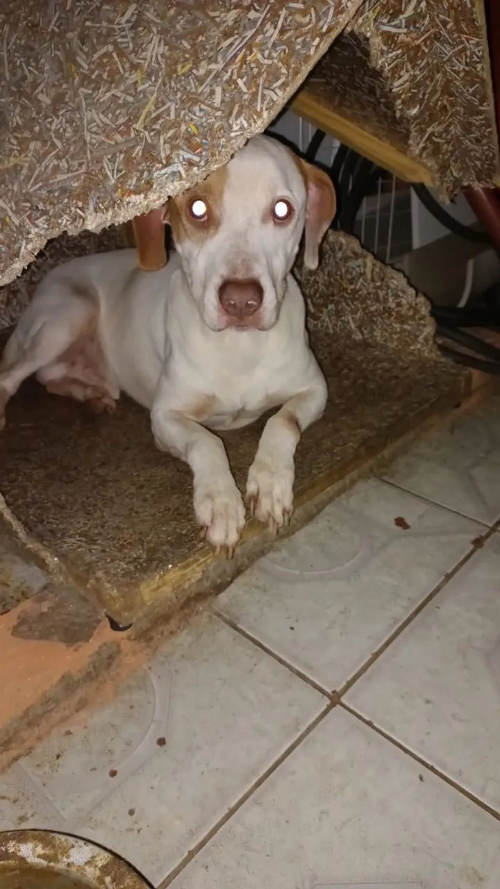 Cachorro - Pit Bull