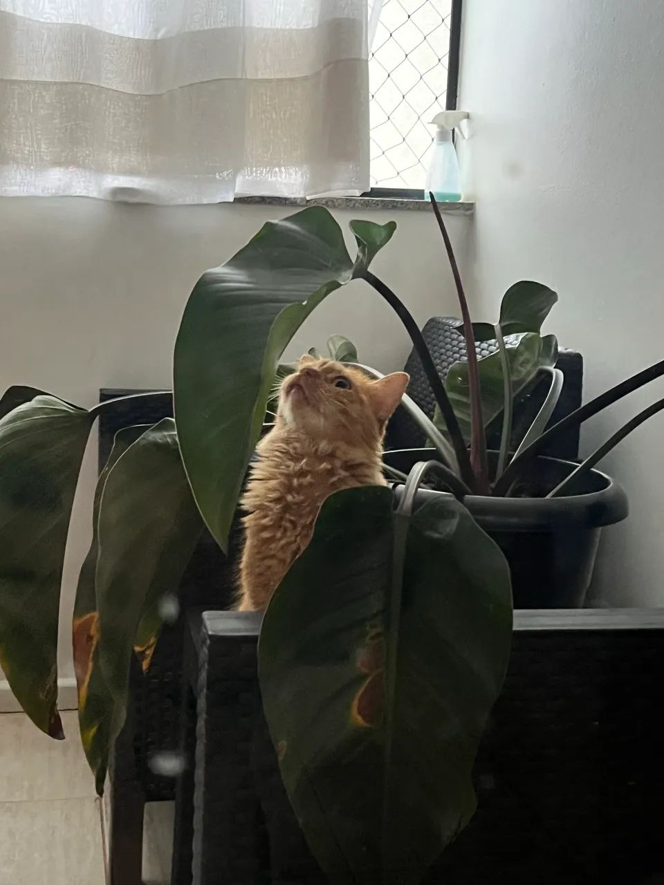 Gatinha para adoção  - Foto 2