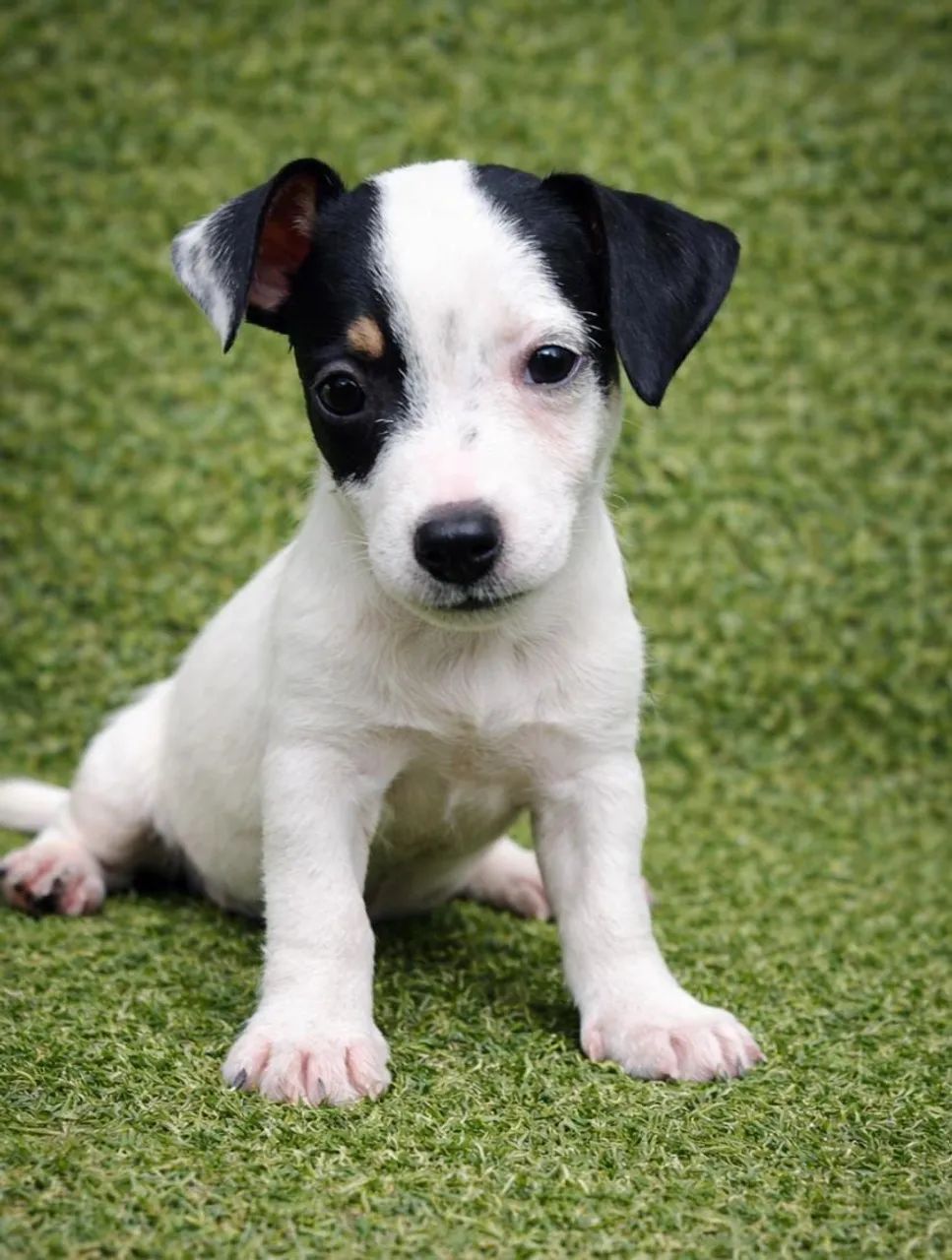 Jack Russel filhotes - Foto 3