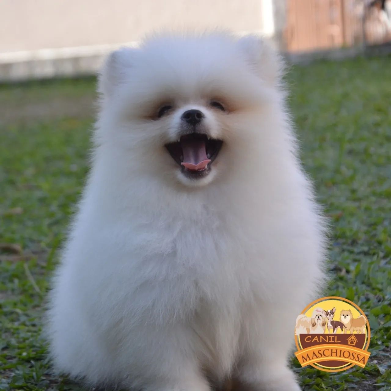 Spitz alemão. Pedigree CBKC  - Foto 4