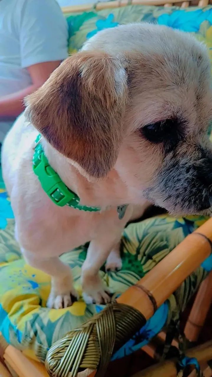 Cachorro Shitzu Macho  - Foto 4