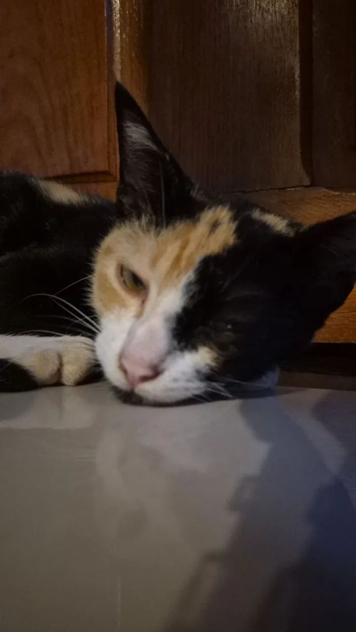 Gatinha linda - Foto 2