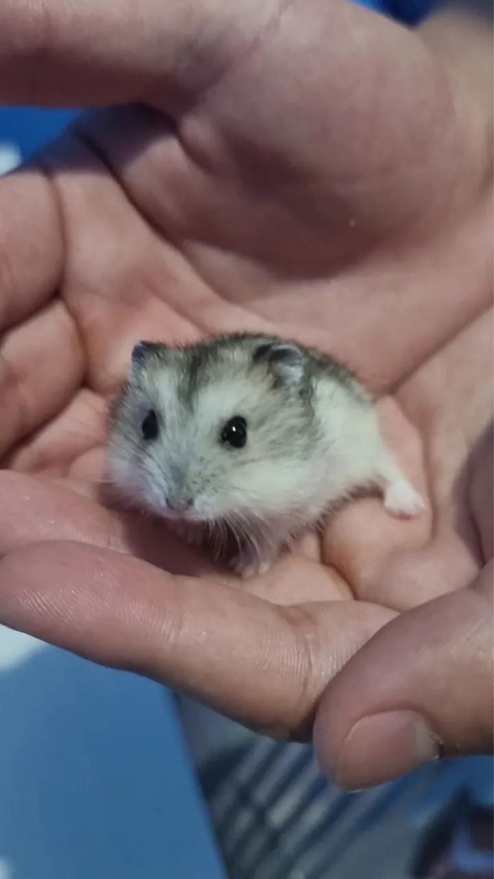 Hamster 