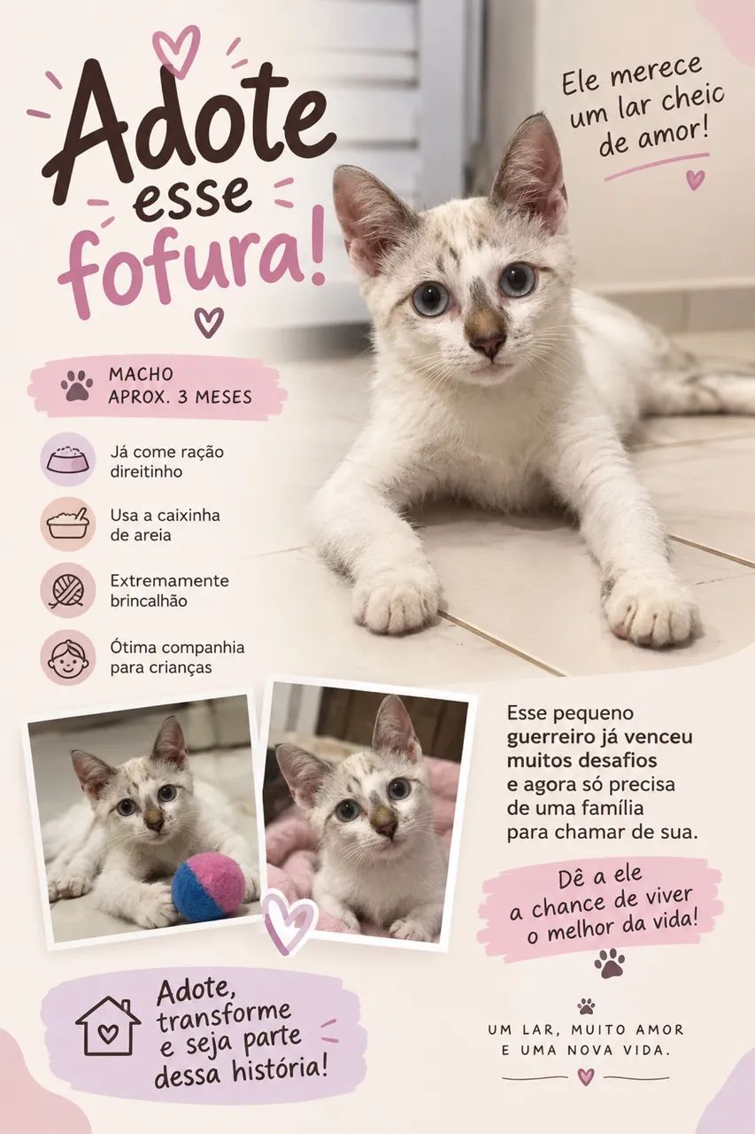 Gato