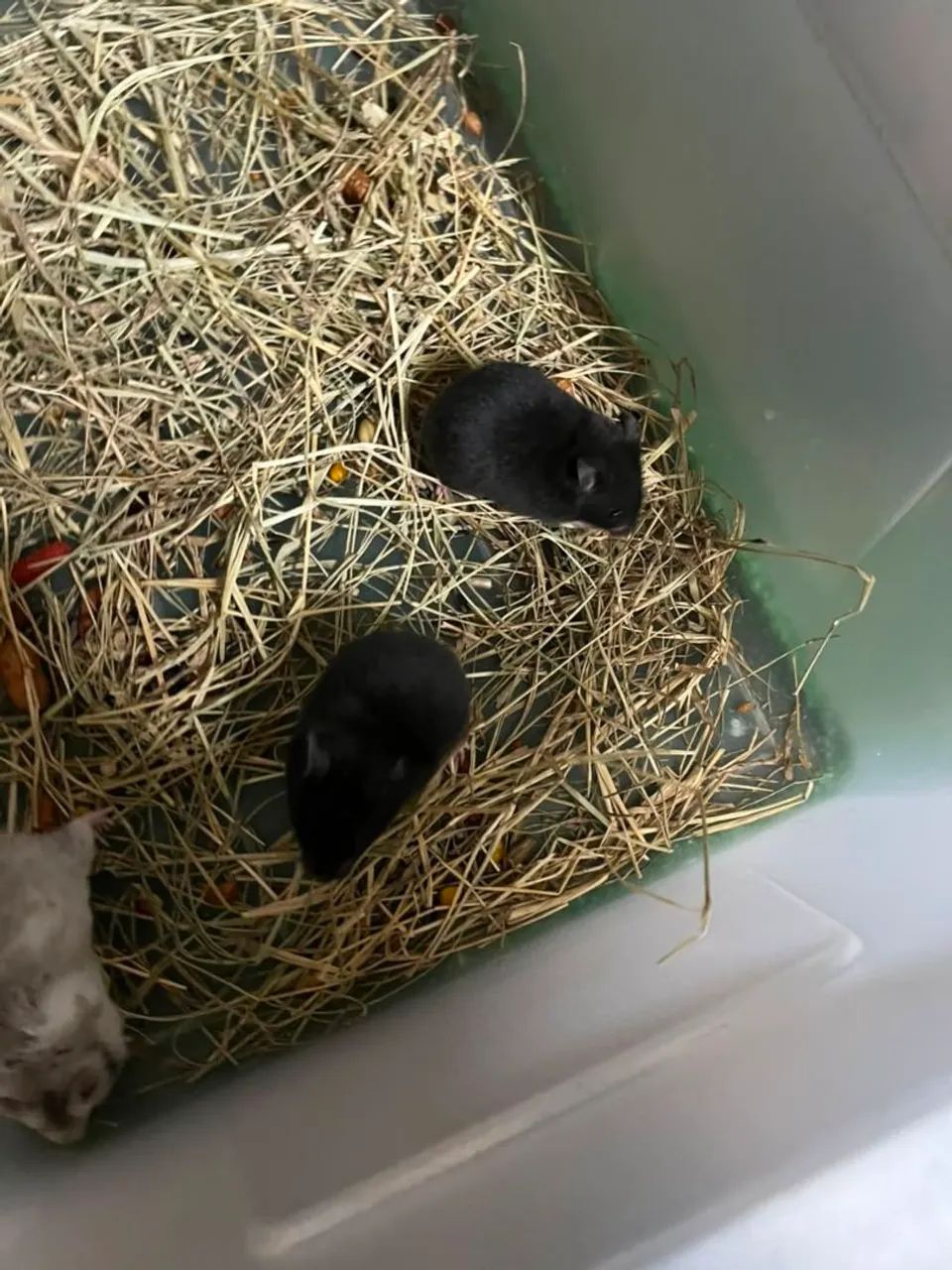 Hamster sírio  - Foto 6