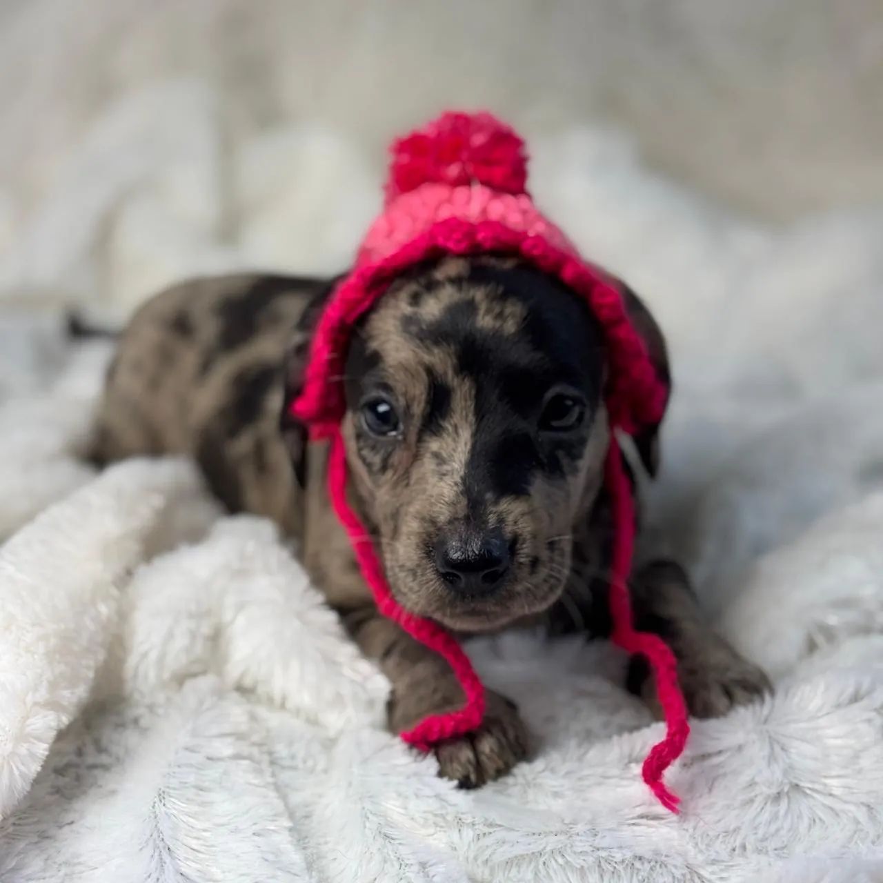 Dachshund Arlequim (Dapple)  - Foto 5