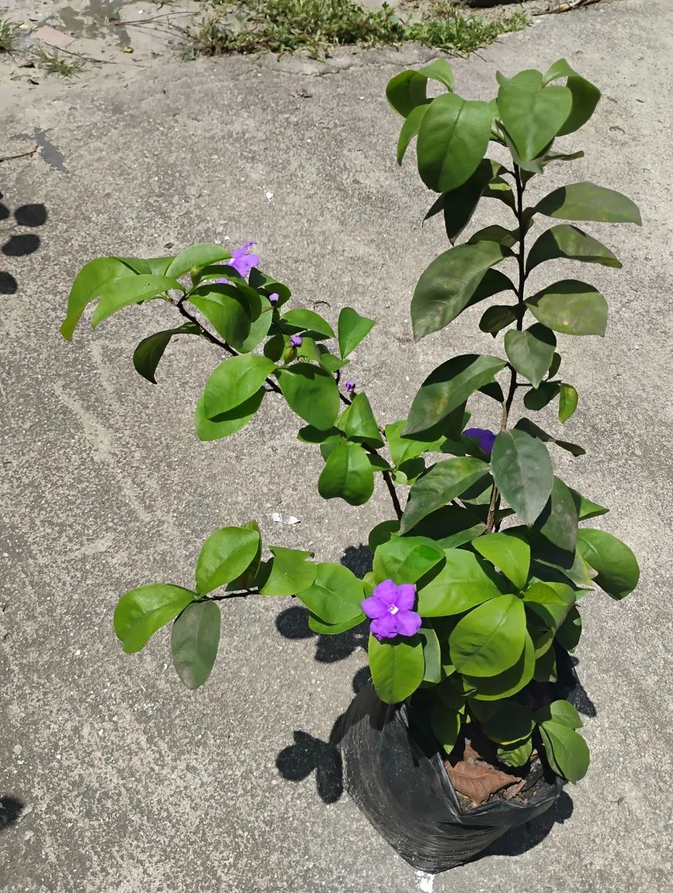 Planta Manacá de Cheiro - Foto 4