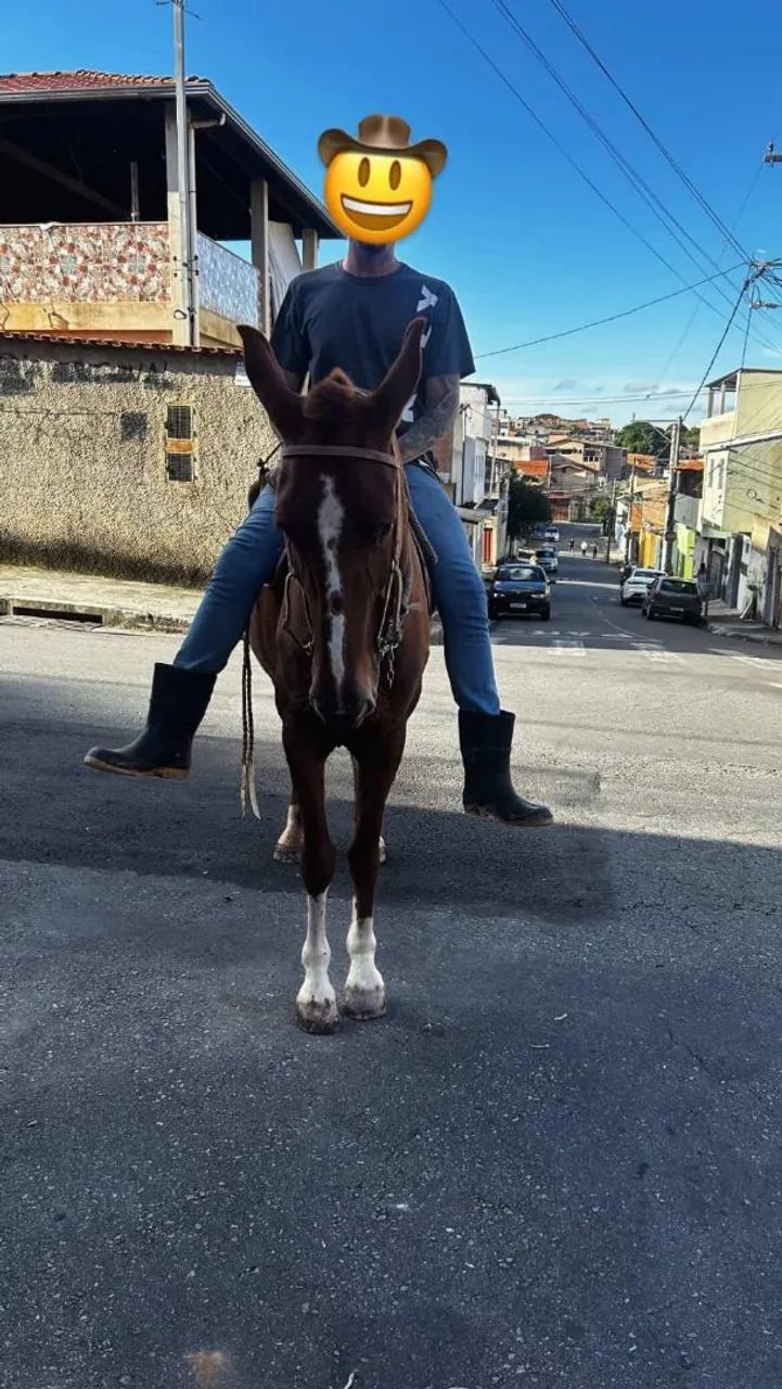 Égua mangolina  - Foto 2