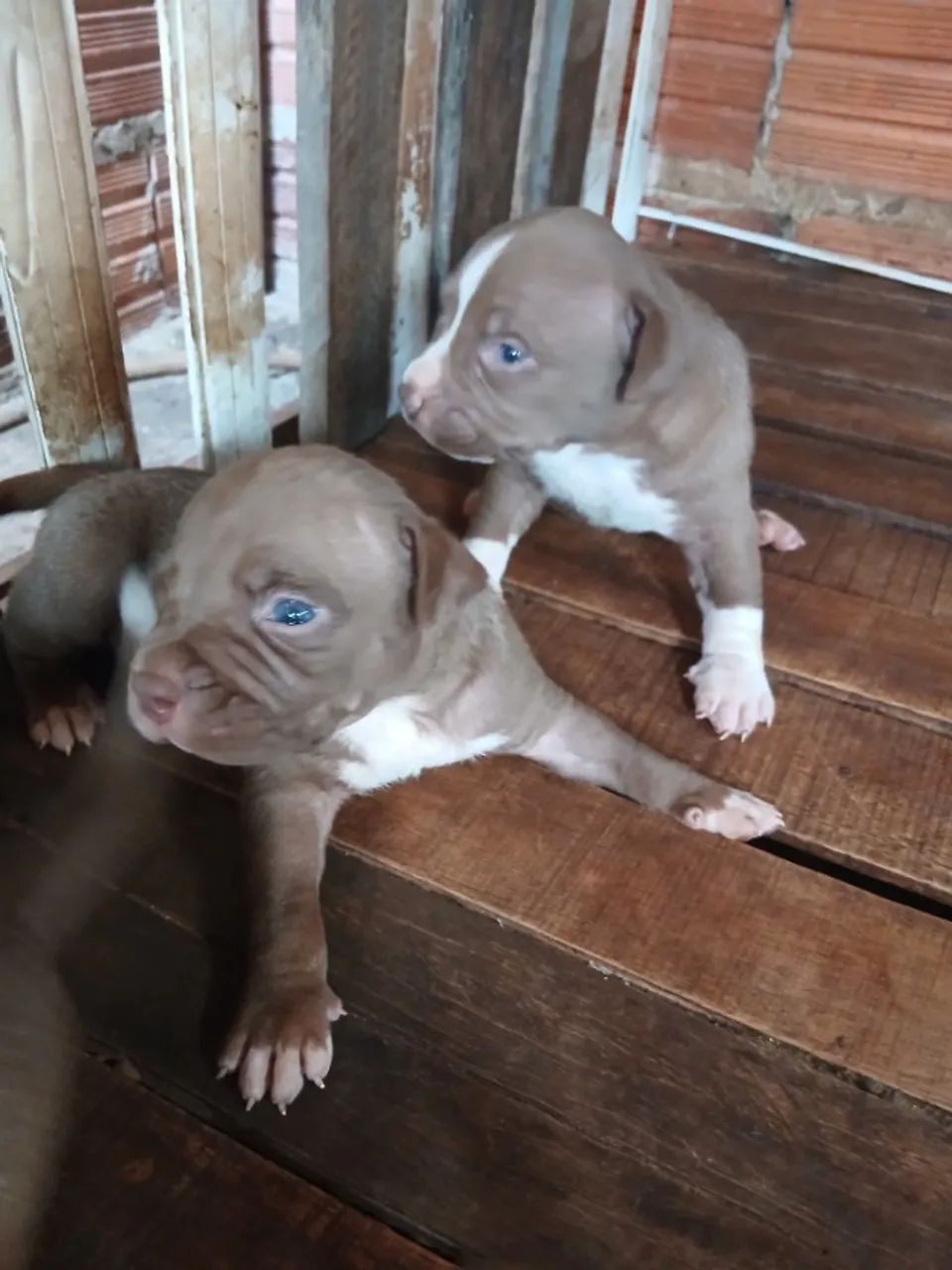 Filhotes de Pitbull  - Foto 4