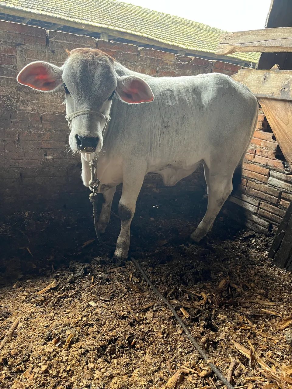 Vende se Mini Nelore  - Foto 3