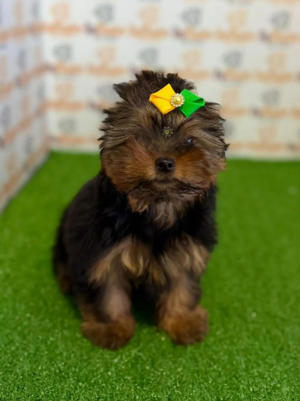 Yorkshire Terrier Fêmea  - Foto 4