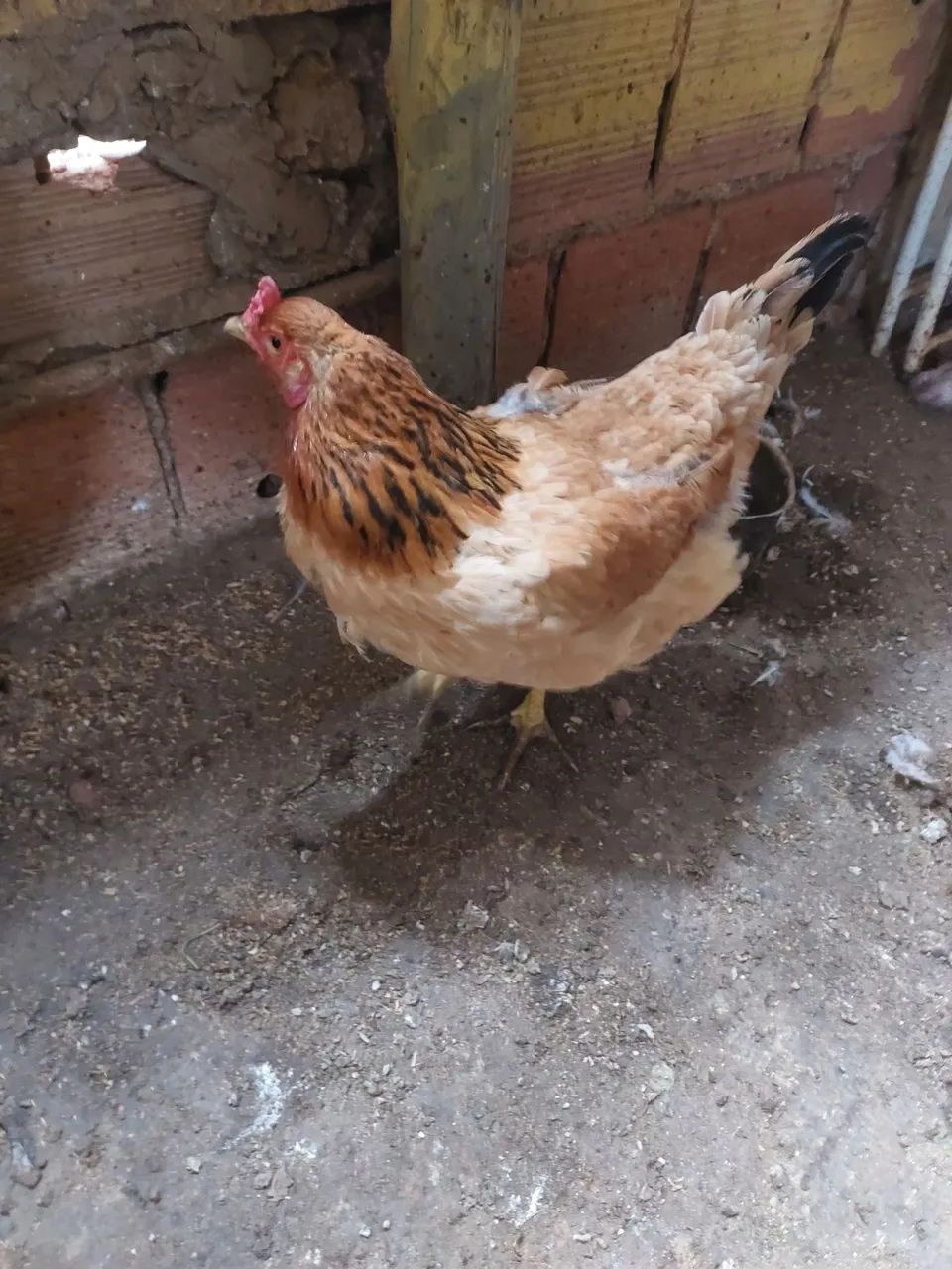 Galinha