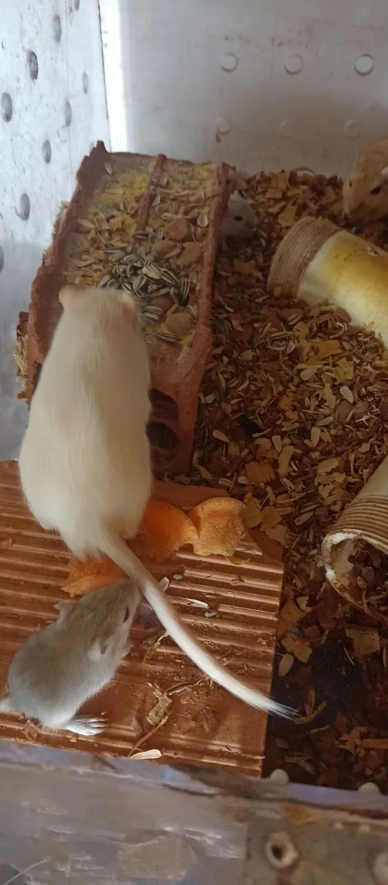 Gerbil  - Foto 3