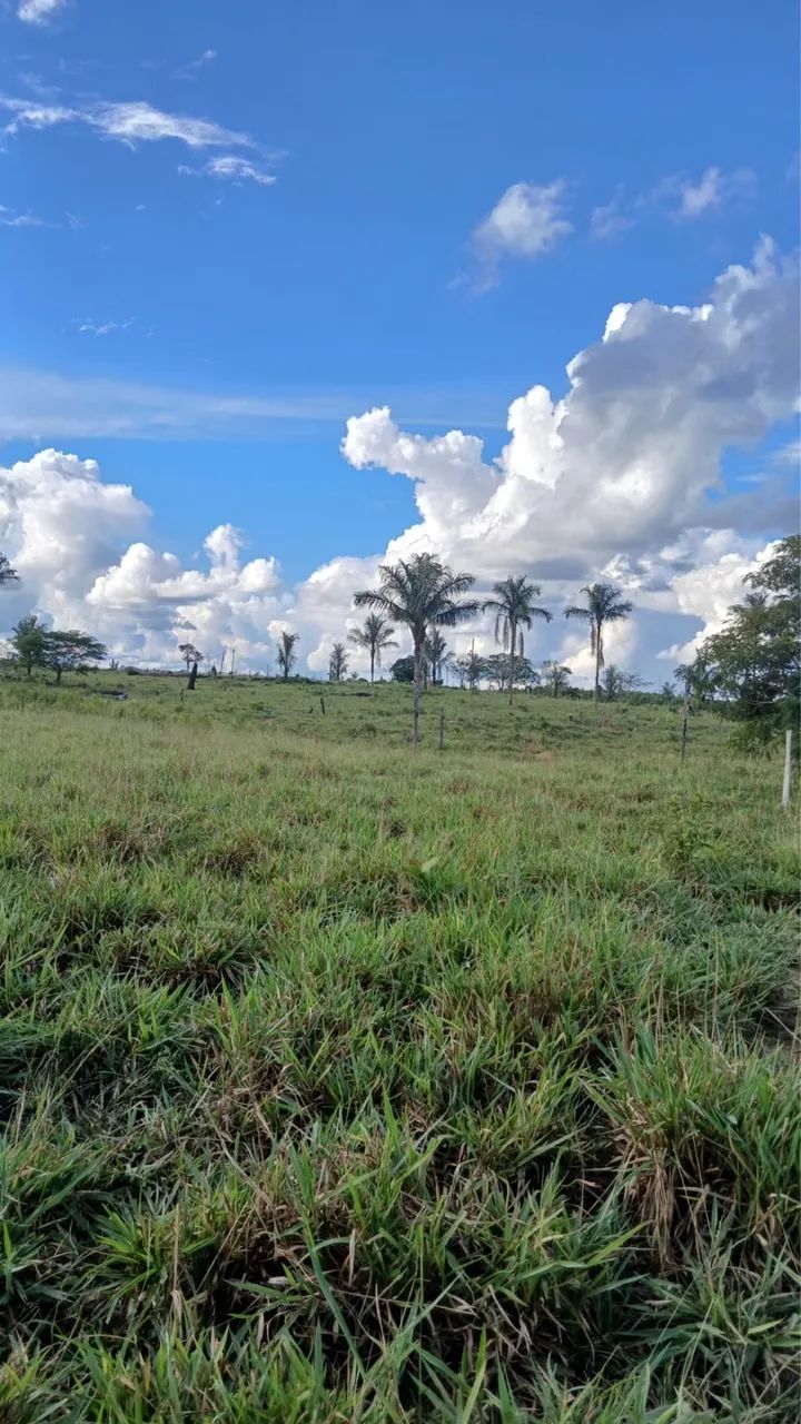 Vende-se fazenda com 200 hectares - Foto 4