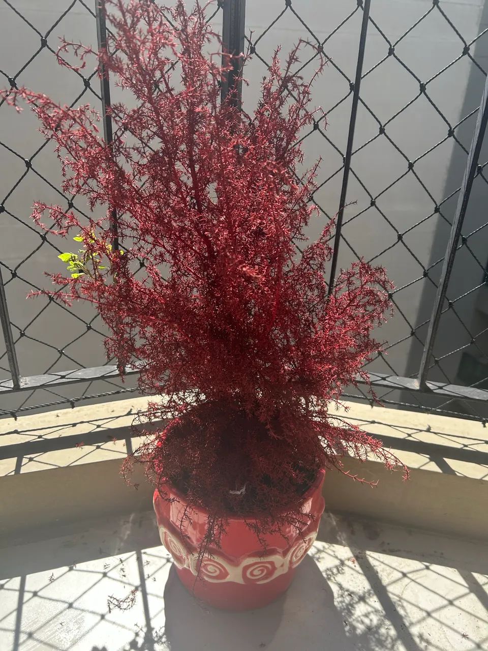 Cachepô vermelho  - Foto 4