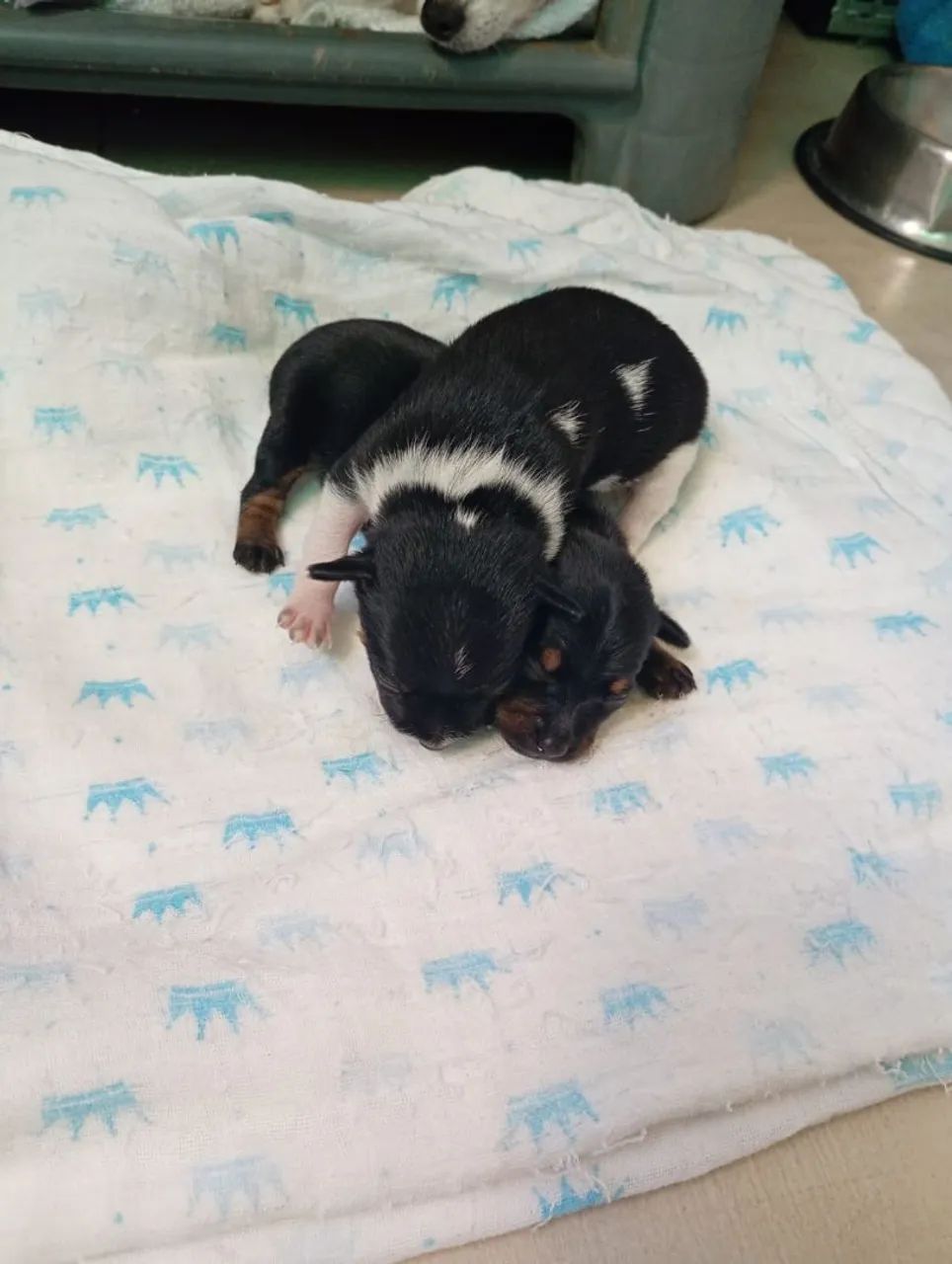 Vende se filhotes Pinscher  - Foto 3