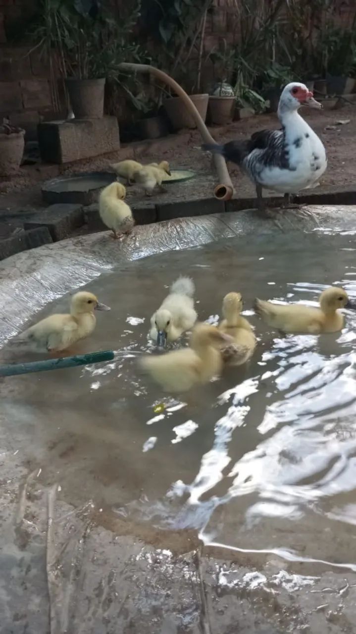 Patos com 35 dias - Prontos para criação