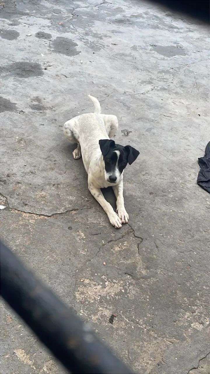 Doa-se esse lindo filhote